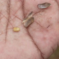 Crotalaria lunulata B.Heyne ex Wight & Arn.